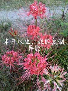 末日求生之觉醒雷电异能